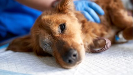 The owner neglected the pup to the point where the vets had to take a heartbreaking decision