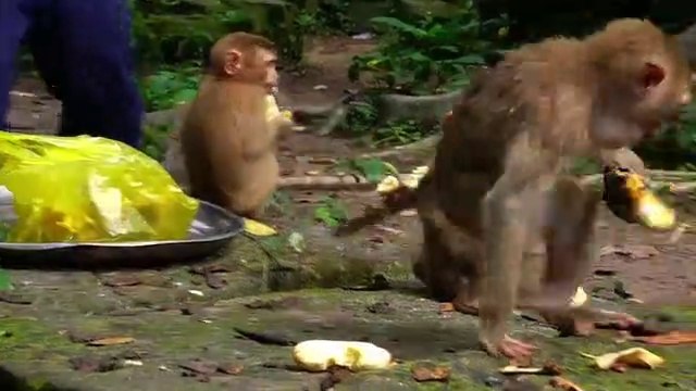 baby monkey videos cute, cute monkey baby playing,cutest baby monkey videos, cute monkey baby playing, monkey babies funny videos,cute monkey baby, monkey and human baby, baby monkey videos cute, monkey love human,
