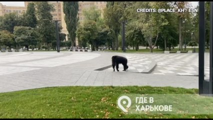 Kharkiv, scimpanzé riportato allo zoo con abbraccio e una giacca