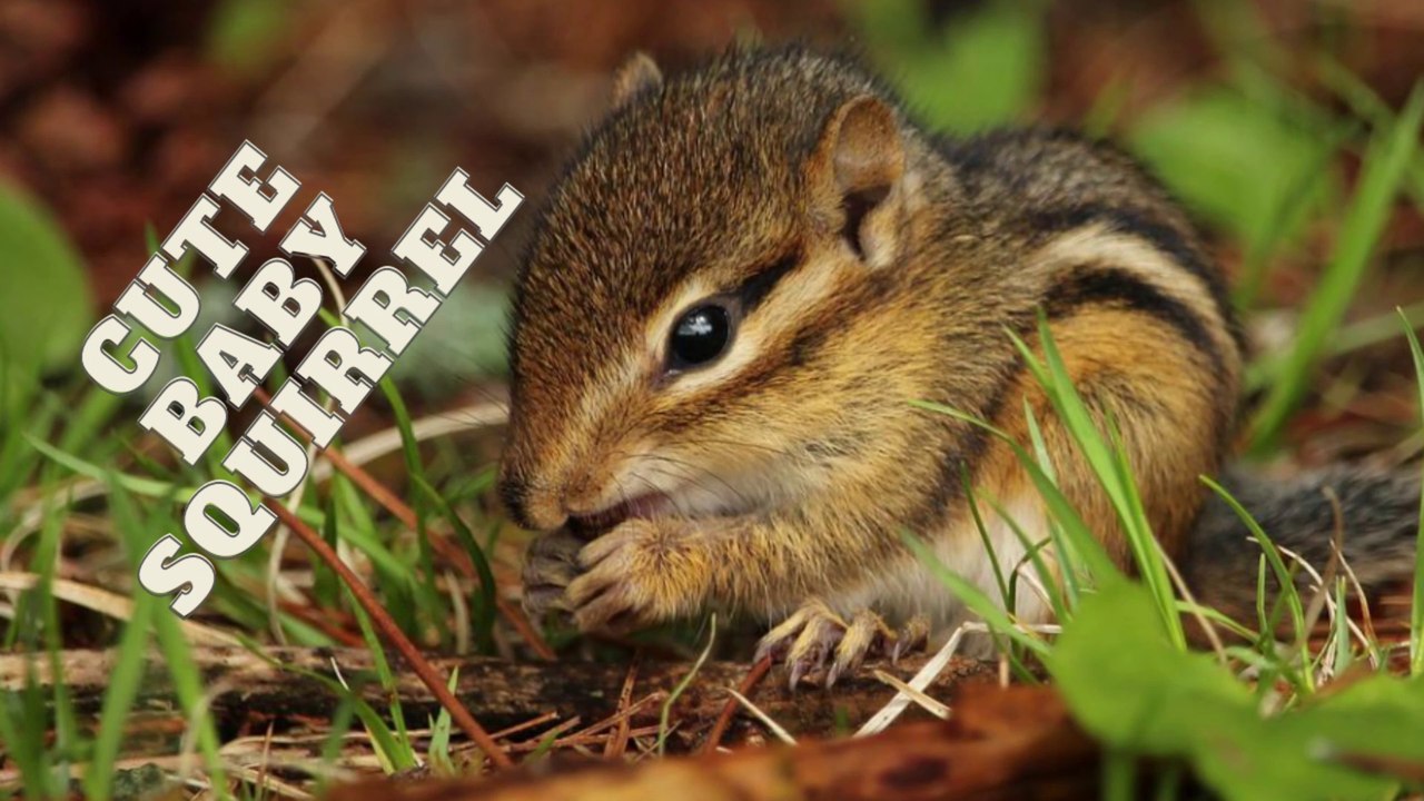 Cute Baby Squirrel Sounds Squirrel Sound By Kingdom of Awais video