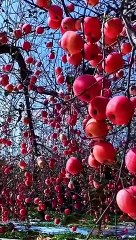 Apple fruit for harvesting