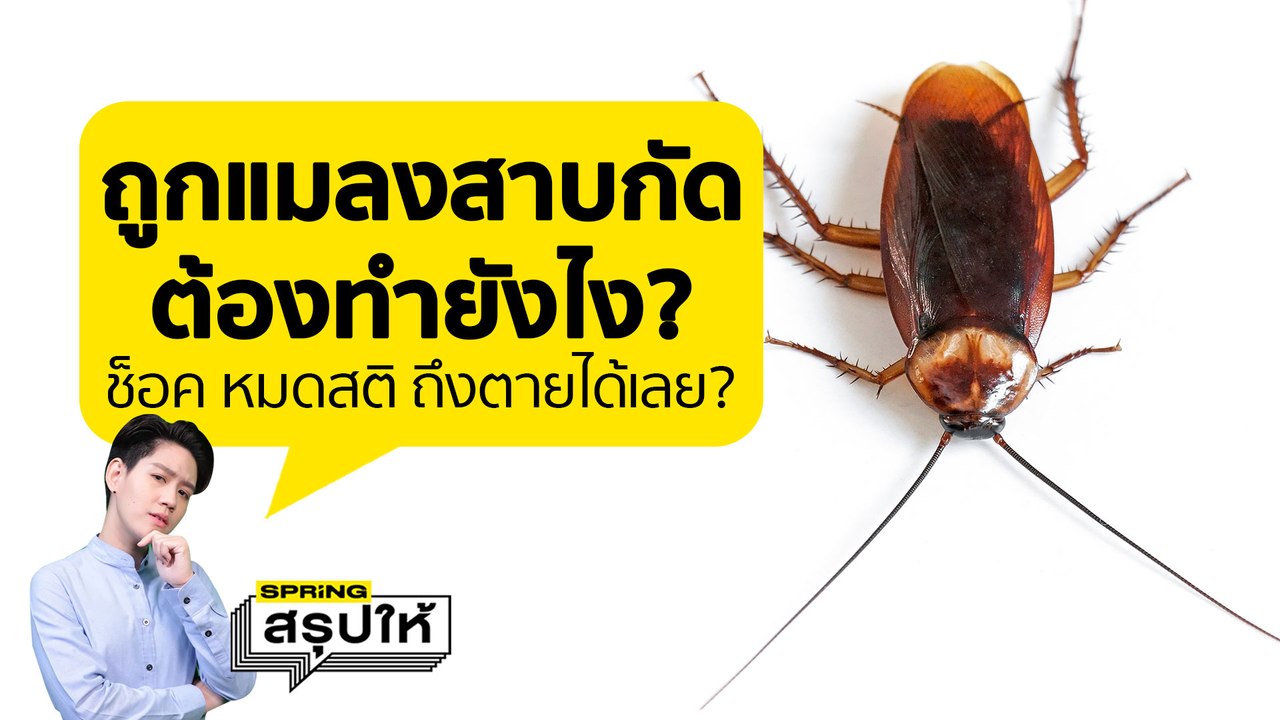ถูกแมลงสาบกัด อาการรหนัก หมดสติ ถึงตายได้เลยหรอ? ต้องปฐมพยาบาลยังไง l SPRiNGสรุปให้