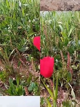 ait bou Ali ايت بو علي2