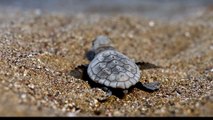 Dünyaca ünlü caretta caretta kaplumbağaları Akdeniz sahillerinde denizle buluştu