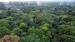La forêt du Congo : un poumon fragile en quête de protection