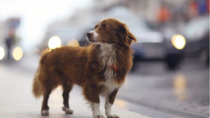 This little dog got lost and travelled dozens of miles to find a forever home