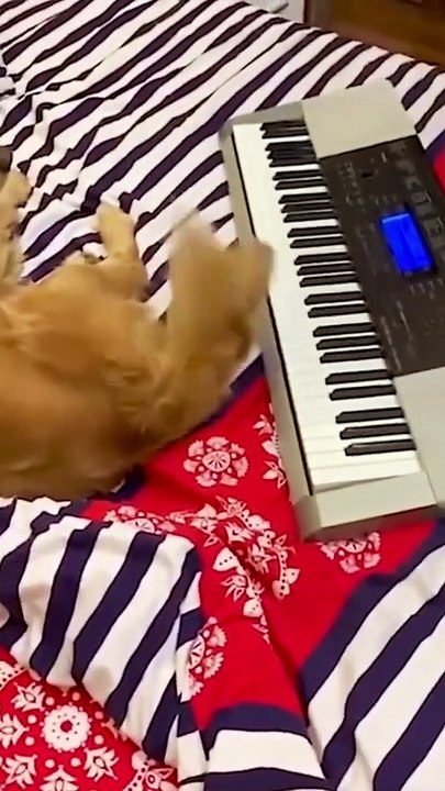 This dog loves the piano