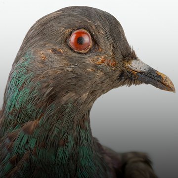 Cher Ami, le pigeon voyageur qui sauva des vies lors de la Première Guerre mondiale