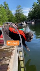 Discover the Two Main Types of Dogs 🐶