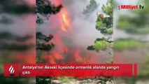 Antalya'da orman yangını! Çalışmalar devam ediyor