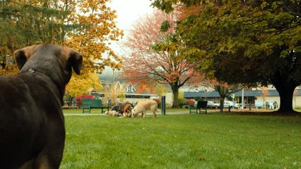 The Stray Dog Saved A Stray Cat, And When It Grew Up, It Found Out That It Was A Gouger