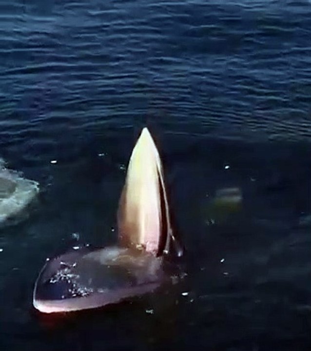 whole fish, while fishing, whole fish recipe, whole fish fry, whole fish anchovy steak with cauliflower grill, whole fish mukbang,