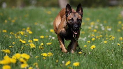 Rescue staff's tears as this abandoned pup with a drooping ear only had one viewing in the past 12 months