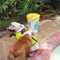 Lifeguard dogs are just a bit too...