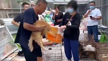 China resgata 150 gatos capturados para consumo humano