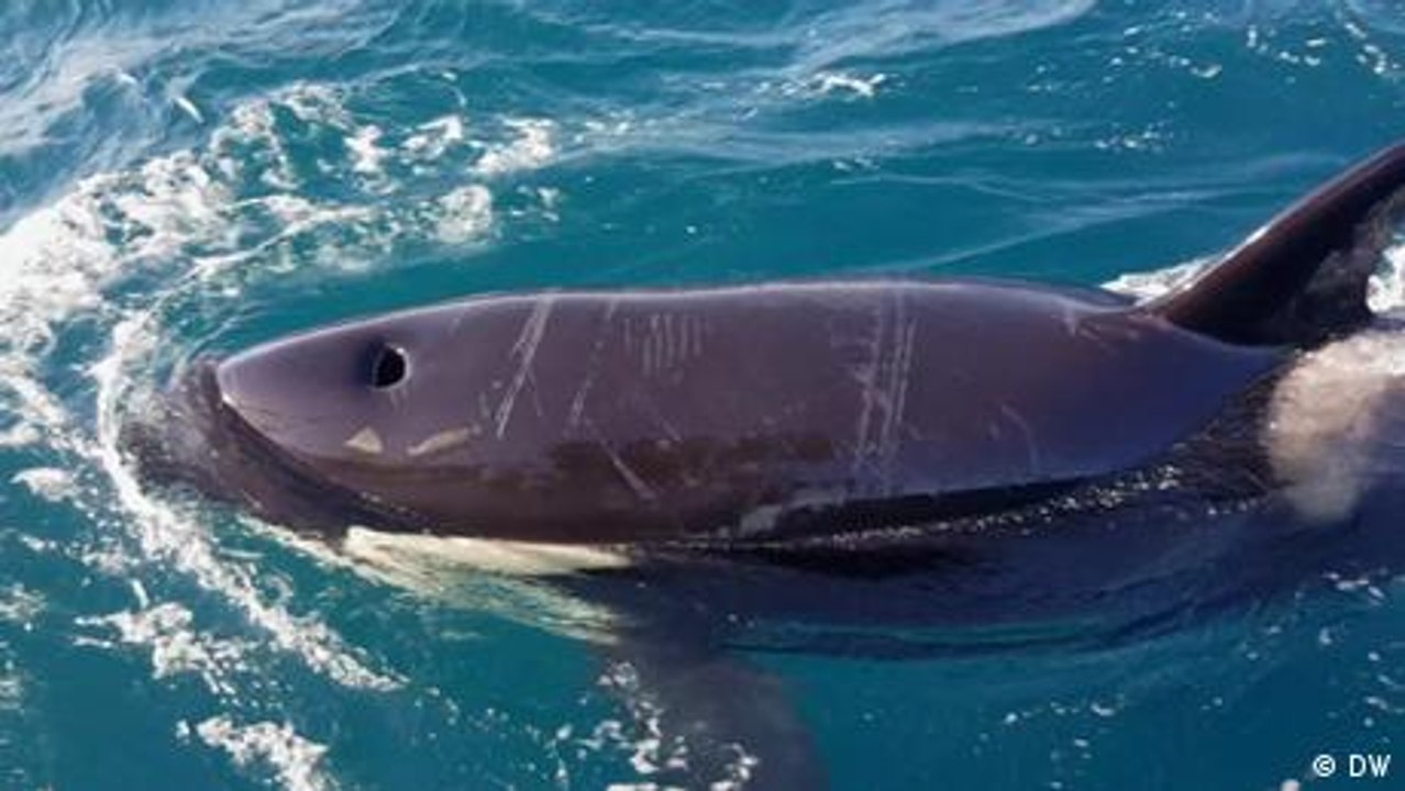 Angriff der Orcas