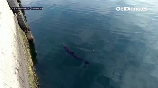 Un tiburón peregrino pasea por las Rías Baixas gallegas
