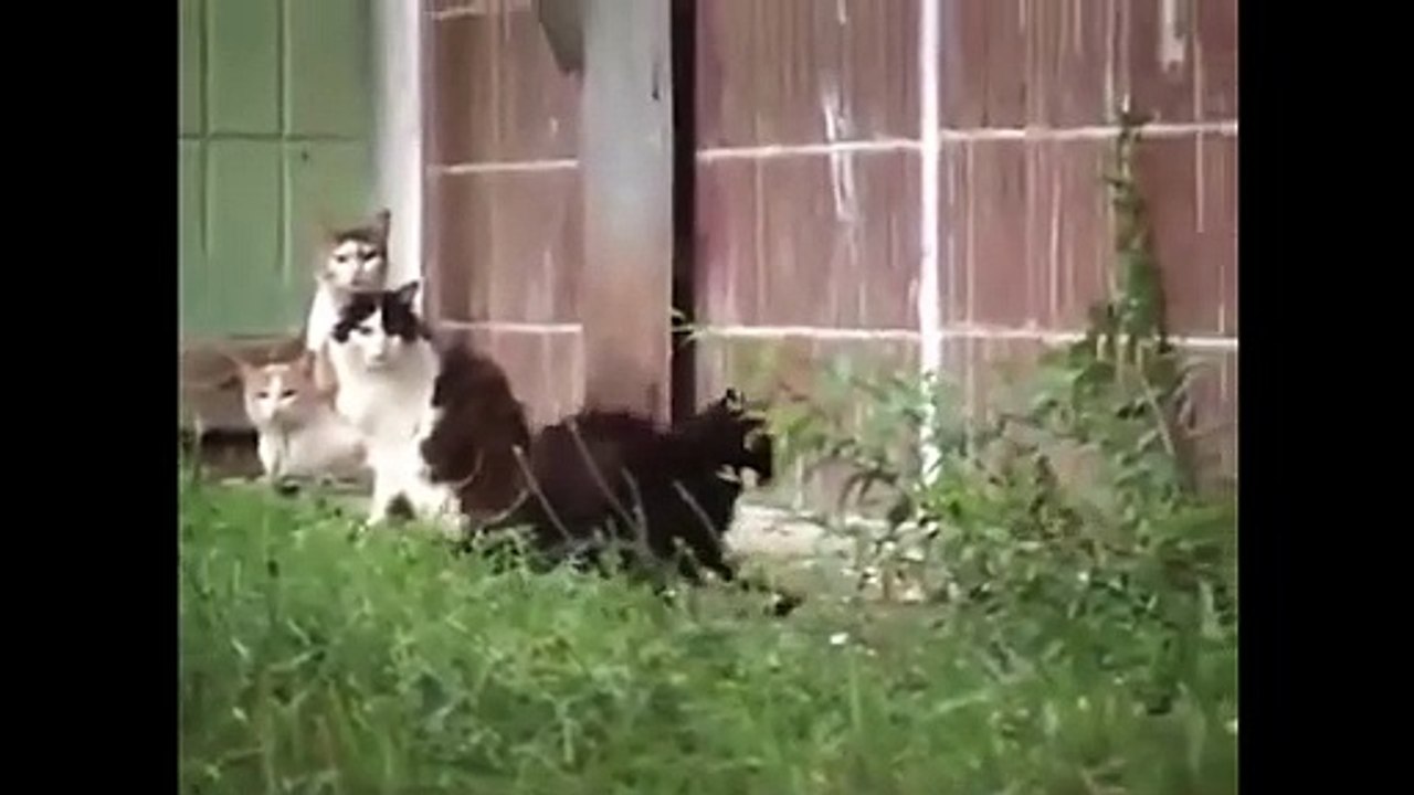 Ozzy Man Reviews Black Cat & Big F%#k Off Rat