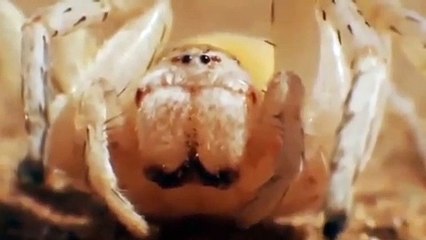 Ozzy Man Reviews Wasp vs Spider