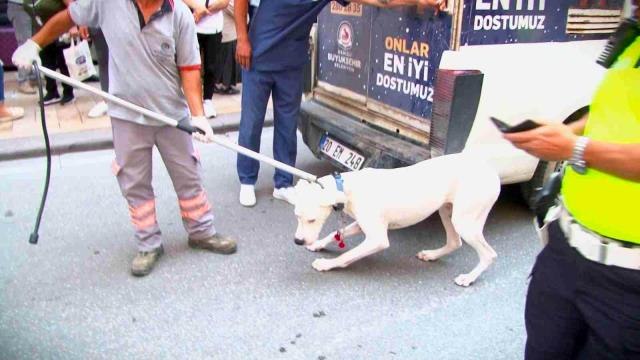 Son dakika haber! Alkollü sürücünün köpeği polisi ısırdı