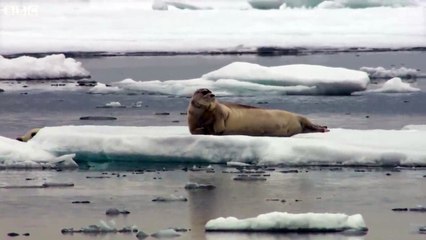 Ozzy Man Reviews Seal With Big Dreams