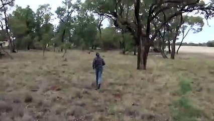 Ozzy Man Reviews Man Punches Kangaroo