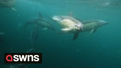 SOUND ON! Rare moment pod of dolphins caught "chatting" off the coast of Scotland