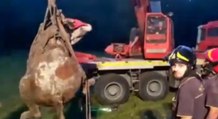 Montella (AV) - Mucca cade in un pozzo di 15 metri, salvata dai Vigili del Fuoco (31.08.22)