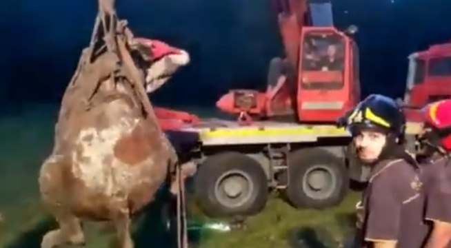 Montella (AV) - Mucca cade in un pozzo di 15 metri, salvata dai Vigili del Fuoco (31.08.22)