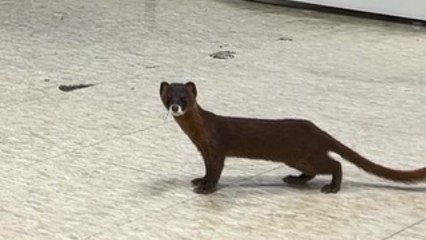 제주시청에 야생 족제비 출몰...먹이 찾아 들어온 듯 / YTN