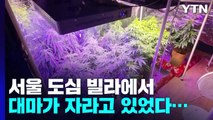 서울 도심 빌라에서 대마 재배...14만 명분 마약 유통 일당 검거 / YTN