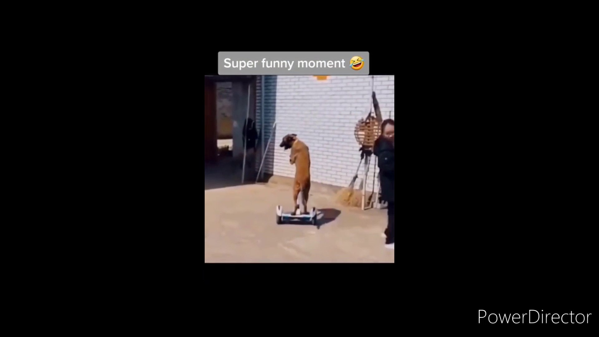 Funny animal 2022 _best funny animal