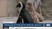 Penguin fitted with special orthopedic boots