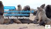 Argentina estudia el comportamiento de los lobos marinos