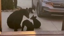 Une famille d'ours nous a rendu visite