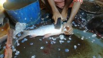 Incredible Giant Katla Rui fish Cutting Skill