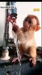 Cute Monkey kid playing