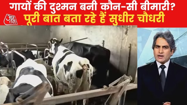 Cattle infected by Lumpy skin virus, many died