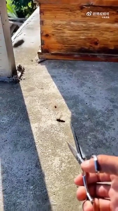 Apenas um apicultor ninja a proteger as suas abelhas do ataque de vespas asiáticas...