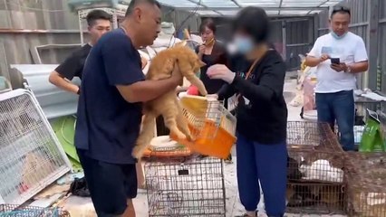 Policía china rescata a 150 gatos capturados para consumo humano