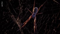 Curiosités animales : Animaux tisserands - L'oiseau et l'araignée