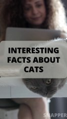Surprising facts about cats u need to know 