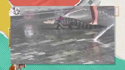 Aquí paseando a mi caimán - Almohadazo Casero