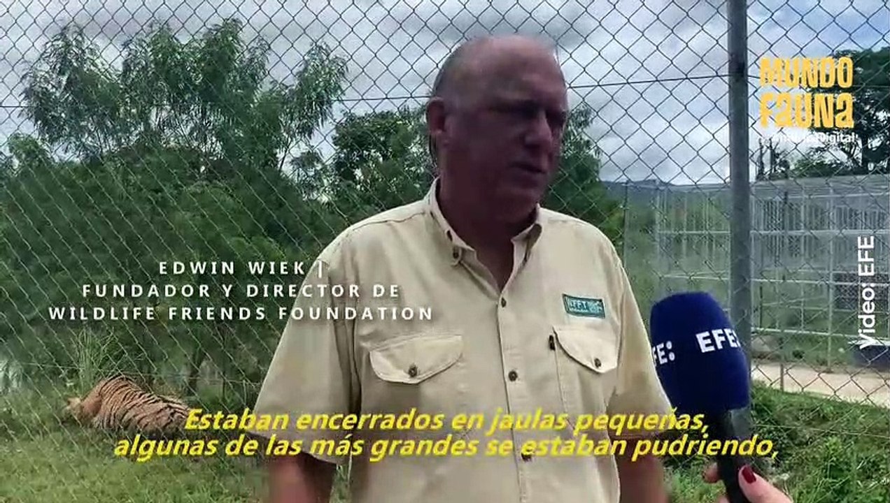 Rescatan a tigres que fueron abandonados en un zoológico en Tailandia