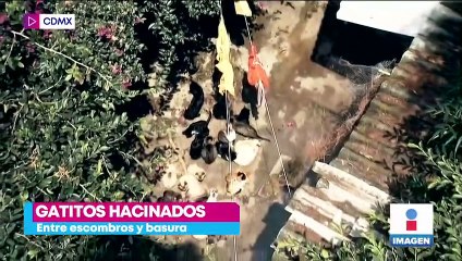 Más de 80 gatos se encuentran en condiciones deplorables en la colonia Vergel Coapa
