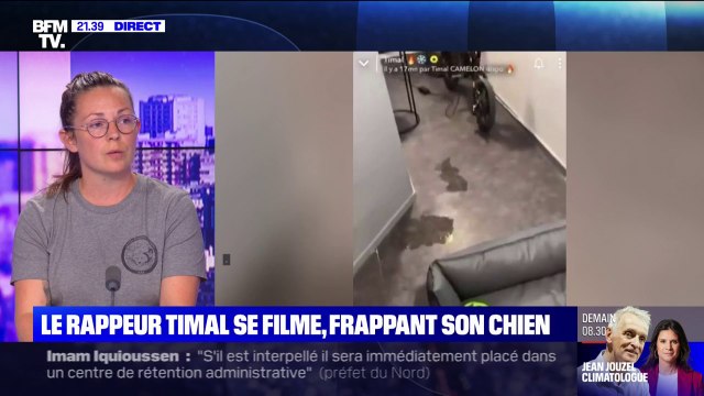 Les chiens du rappeur Timal sont très craintifs de la main de l'homme et très apeurés , explique la présidente d'Action Protection animale