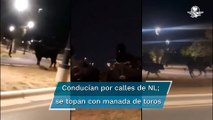 Captan a manada de toros corriendo por calles de García, Nuevo León