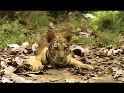 Deux frères (2004) - Bande annonce