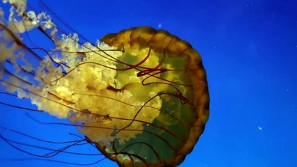 Água-viva imortal pode ajudar a frear o envelhecimento humano