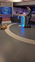 Cachorra dorme em cenário de jornal pouco antes de programa começar